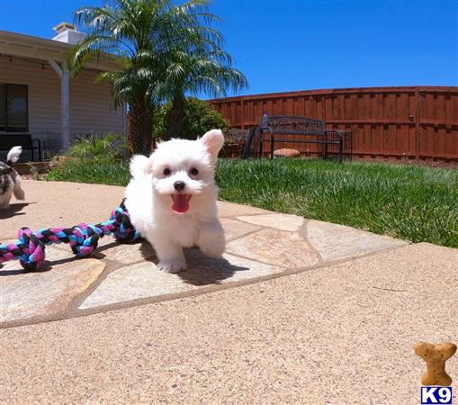 PuppyAvenue Picture 2